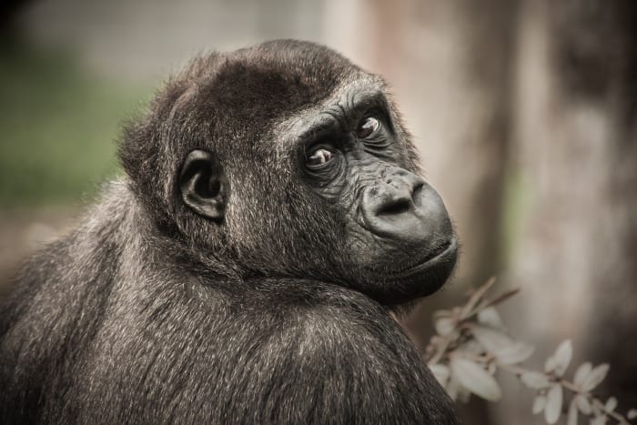 A csimpánzok híresek hosszú és hangos fingóikról. Annyira hangos, hogy a kutatók valóban használták ezeket a hallható gázáramokat, hogy segítsenek megtalálni a csimpánzokat. A csimpánzok által termelt gáz elsősorban az étrendjükön múlik, a gyümölcsök szagosabb fingókat termelnek, mint a levelek, és a füge az abszolút legszagosabb fingok gyökere.