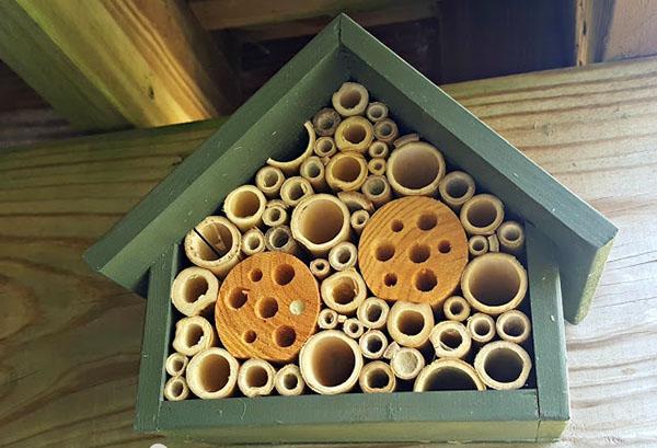 kućica za divlje pčele