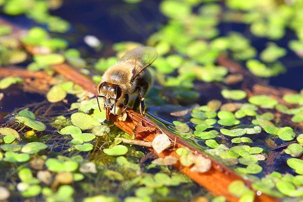pčela pije vodu