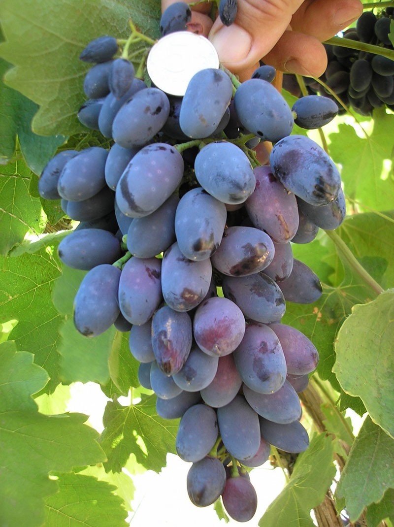 druivensoort Codryanka