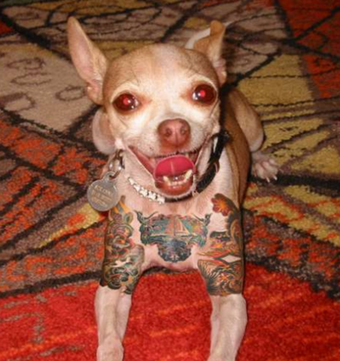 Kisállat tetoválás, kisállat tetoválás ötletek, kutya tetoválás, macska tetoválás, kisállat piercing, háziállat tetoválás, állatjogi törvények, tetoválás törvények, new york tetoválás törvények, new york tilalmak kisállat tetoválás, PETA, Ernesto Rodriguez, The National Dog Registry, menhely tetoválás, állatorvosi tetoválások háziállatok, menhelyi tetoválások háziállatok, Mistah Metro, Linda Rosenthal, Andrew Cuomo, tintával