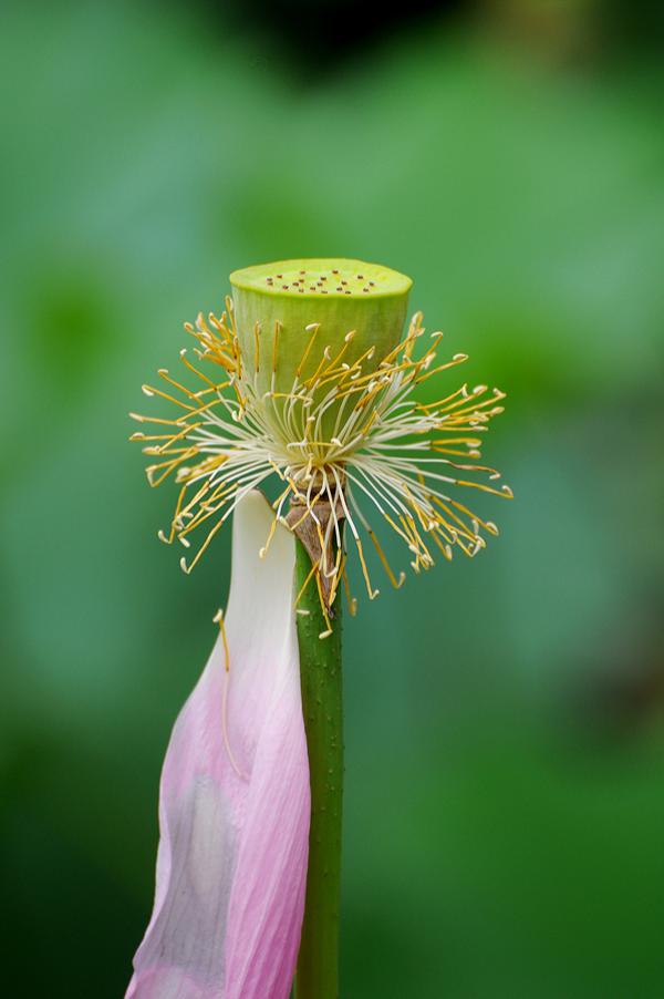 lotusblomster