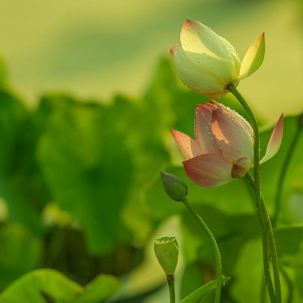 lotusblomster