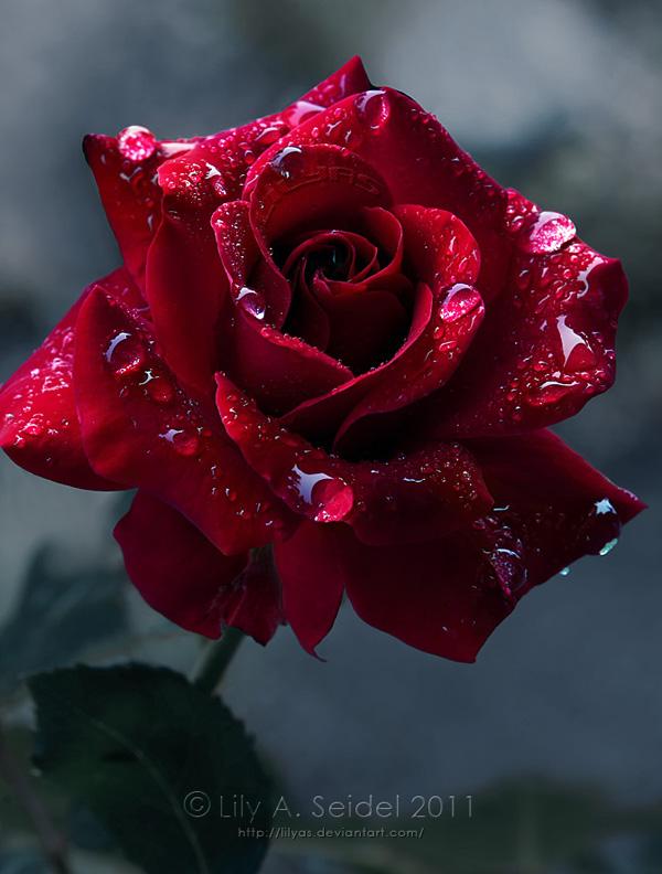 ורד בצבע אדום עמוק