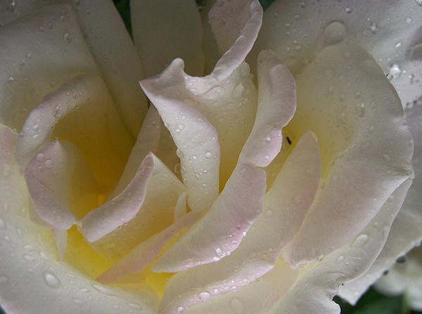 ורד לבן עם תמונת טיפות גשם