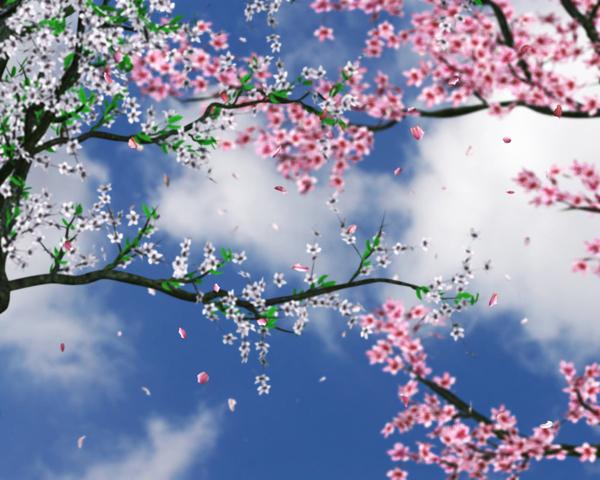 Gyönyörű cseresznye virágok háttér