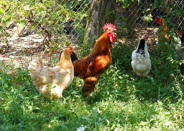kokoši u dvorištu