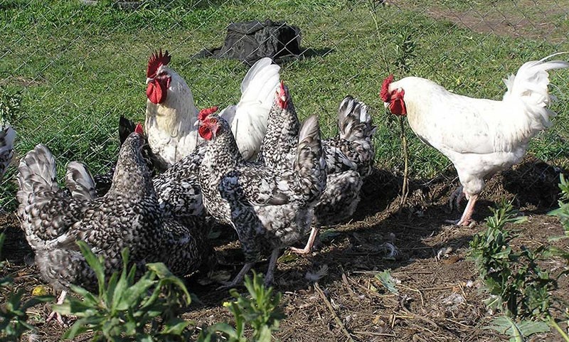 kippen van het Poesjkin-ras