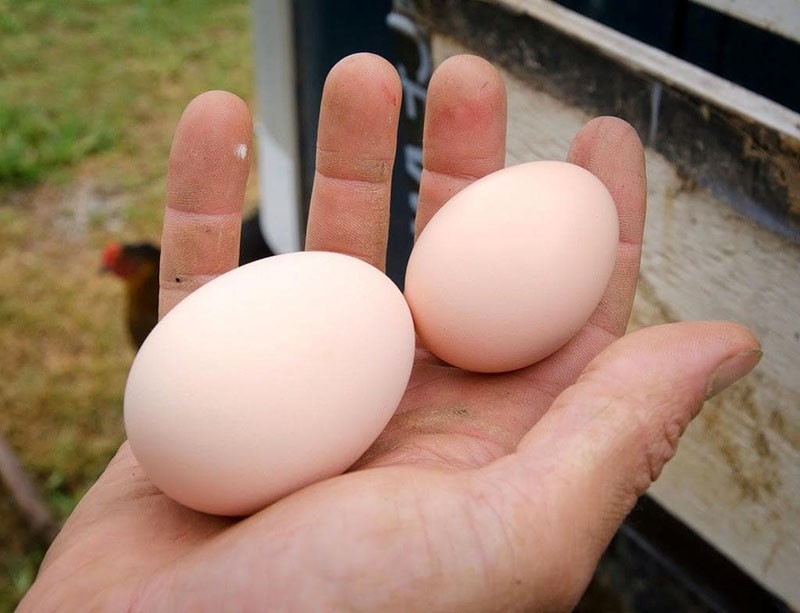 waarom kippen kleine eieren leggen?