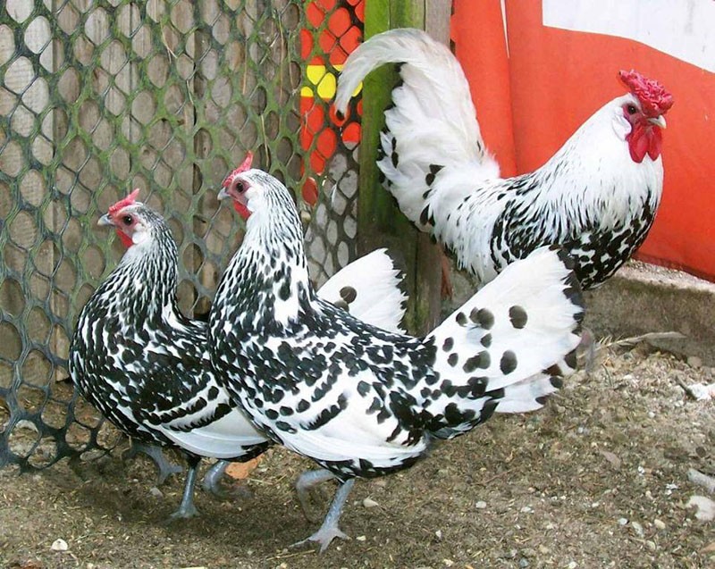 kippen van het Hamburgse ras