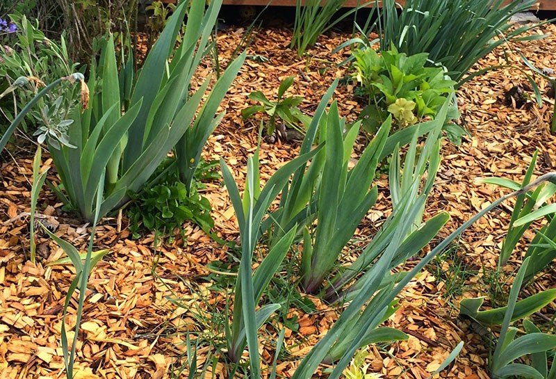 malčiranje irisa