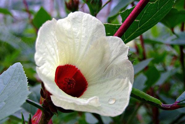 Rosella hibiskus ili Hibiscus sabdariffa