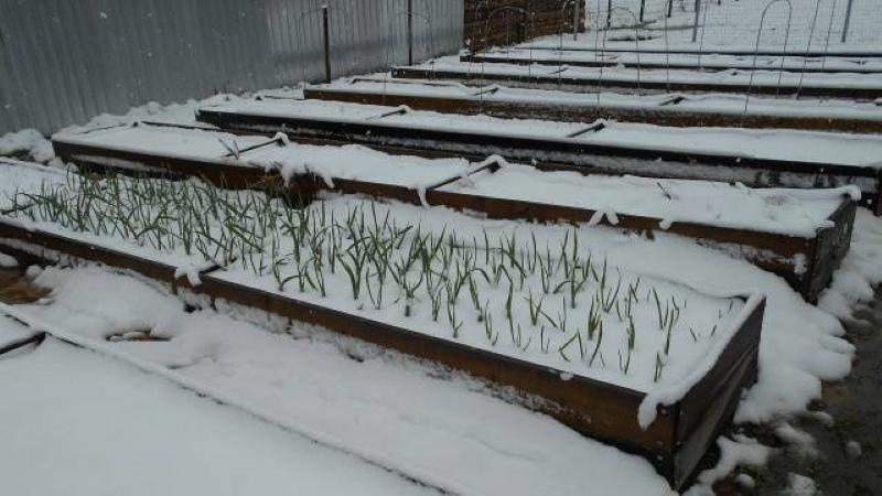 wanneer uien voor de winter in Wit-Rusland planten?