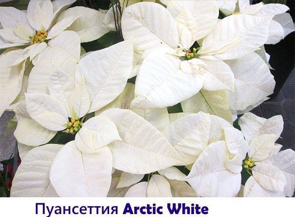 Kerstster Arctic White