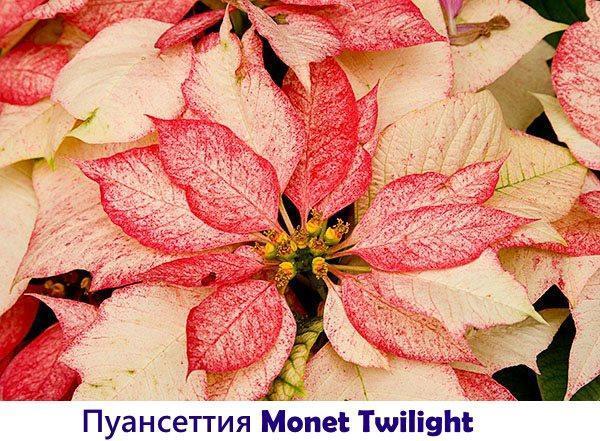 Kerstster Monet Twilight