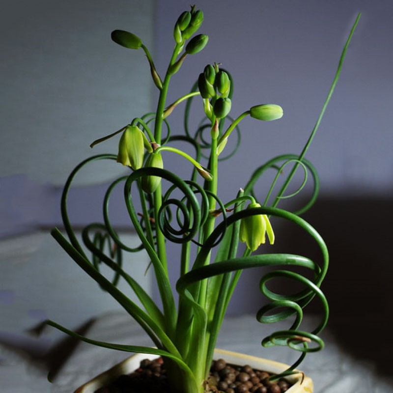 cvjetnica trachyandra