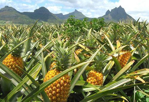 Ananas plantage