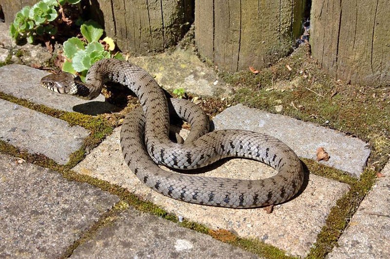slangen in hun zomerhuisje