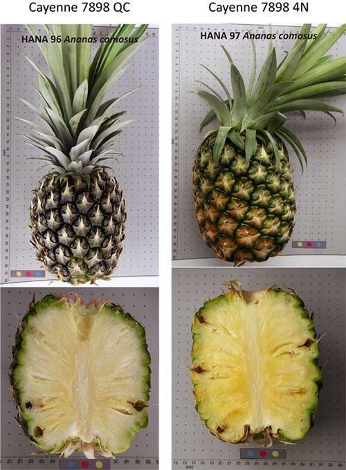 Grupa ananasa 