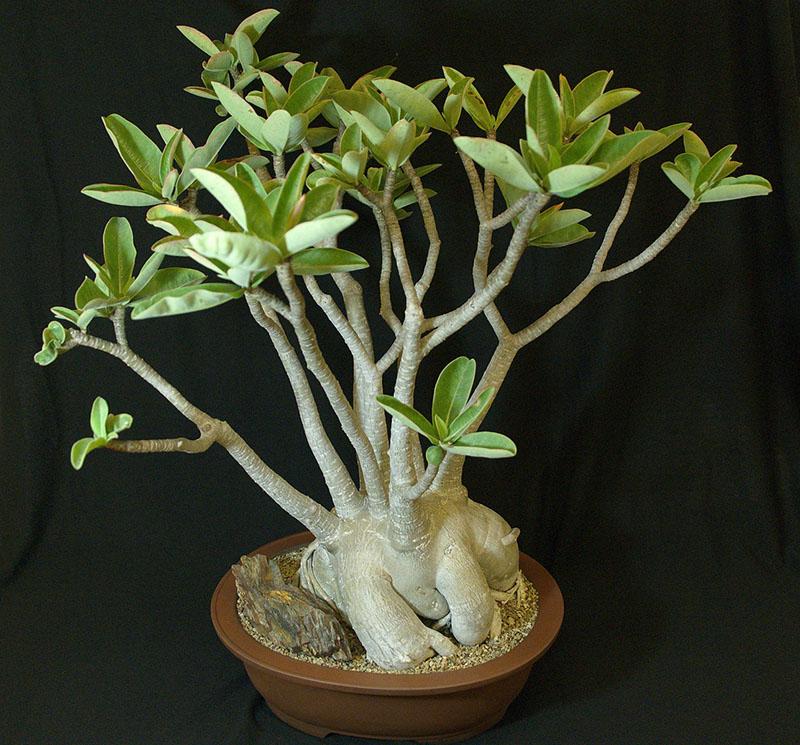 Adenium arabic (Adenium arabicum)