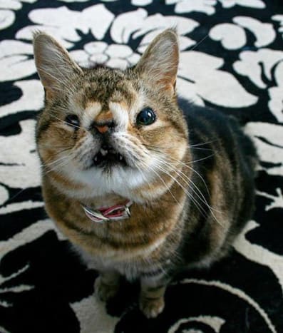 לאחר אימוץ קוואזי, החתולה המכוערת והחמודה, ממקלט, הבעלים החדש שלה השתמש בתמונות של Quasi כדי לגייס כספים למקלטים לבעלי חיים. הערה: אף אחד לא יודע באופן רשמי את מקור 
