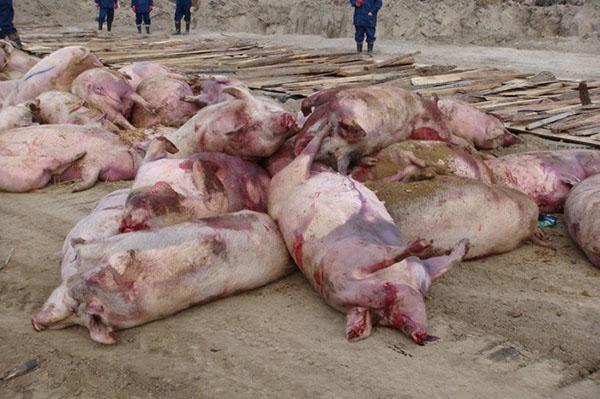 De dood van varkens getroffen door de Afrikaanse pest