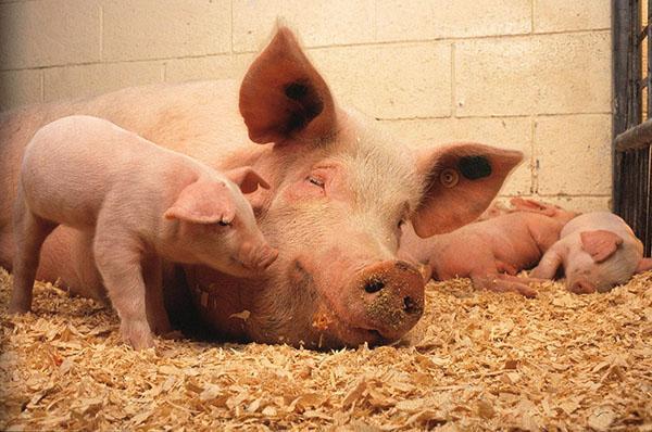 Bij een grote overbevolking van varkens is het risico op het ontwikkelen van ascariasis mogelijk
