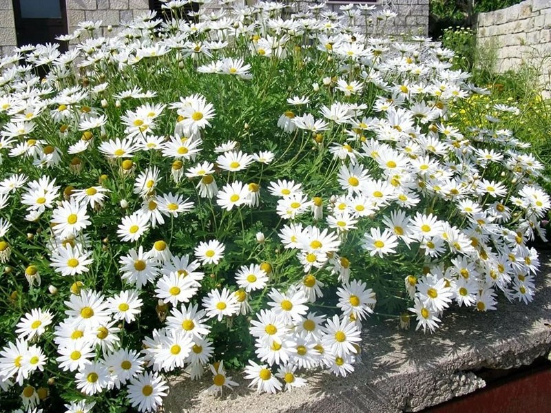 grote witte bloemen