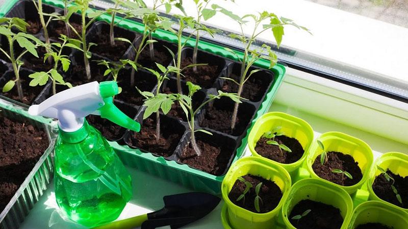 umjerena vlaga sadnica rajčice
