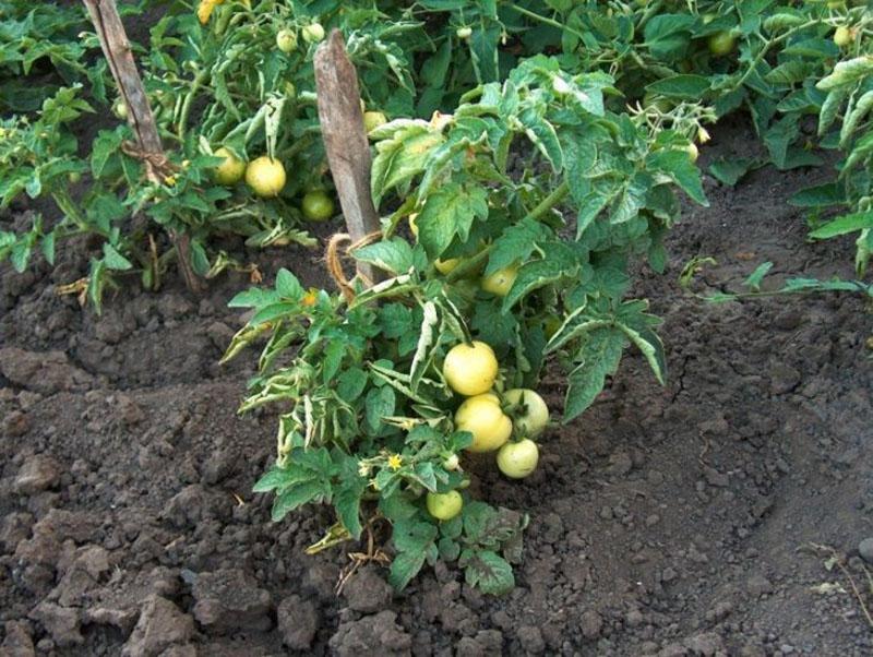 poljoprivredna mehanizacija rajčice Verlioka na otvorenom polju
