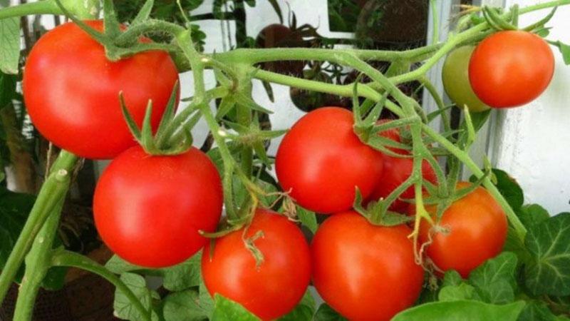 poljoprivredna mehanizacija rajčice Verlioka