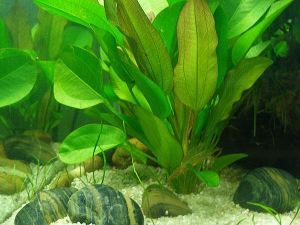 akvarijska biljka limunska trava