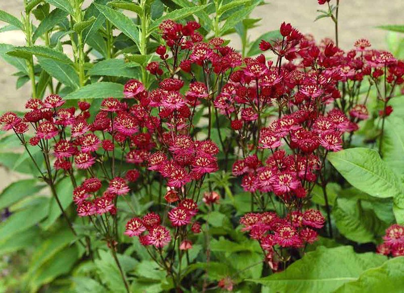 rode bloemen van astrania