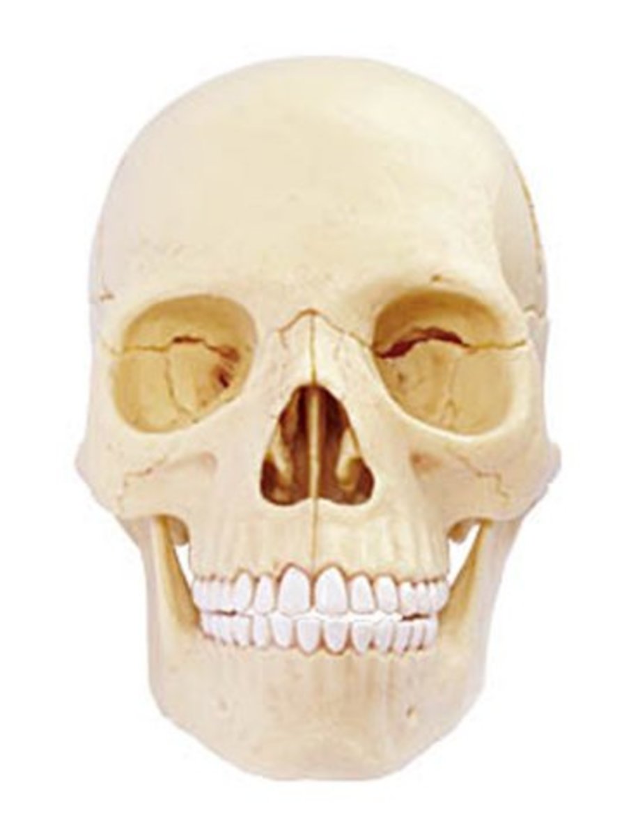 Kapható az INKEDSHOP.COM webhelyen: Anatomy Skull by Black Label