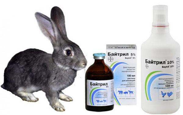 antibioticum voor konijnen
