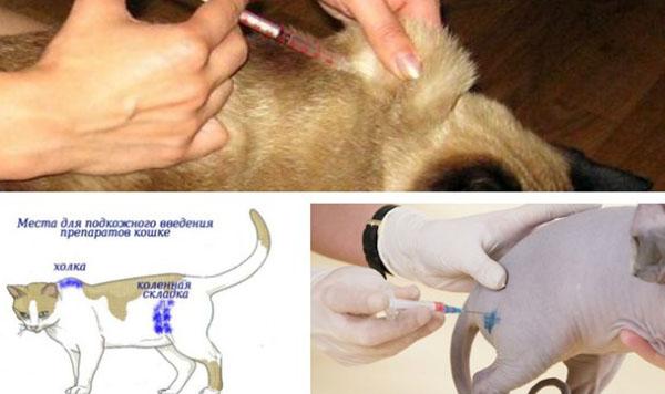 injecties voor katten en honden