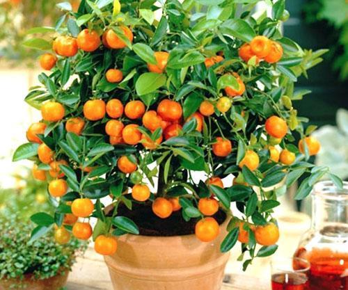 Domaće stablo naranče
