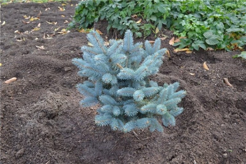 een blauwe spar planten