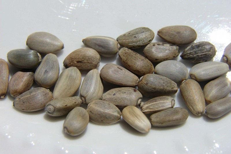 sjemenke artičoke