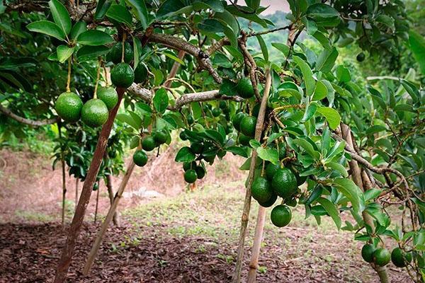 vruchtdragende avocadoboom