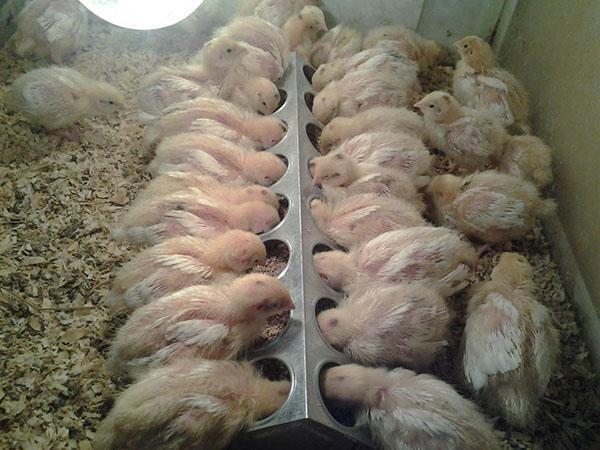 Kippen krijgen antibacterieel Enroxil