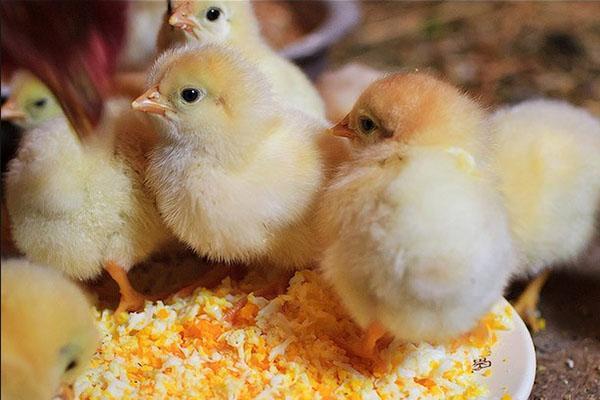 Kippen krijgen vanaf dag één probiotica en vitamines
