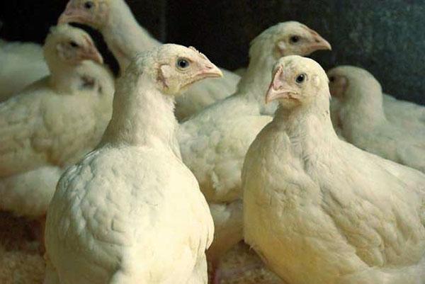 Probiotica hebben een gunstig effect op de darmmicroflora van kippen