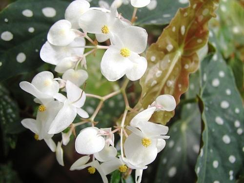begonija s bijelim cvjetovima