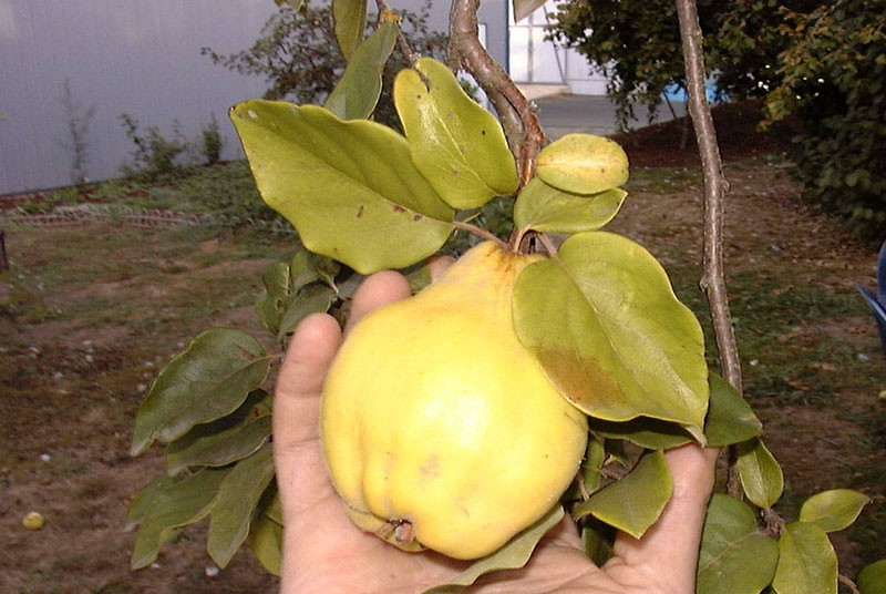 voće s jedinstvenim setom vitamina