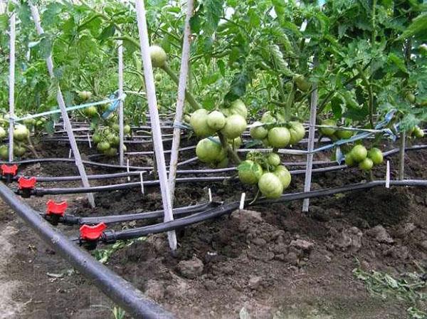 irrigatiesysteem om tomaat water te geven