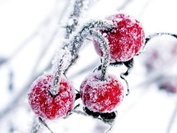 brusnice u snijegu