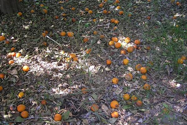 abrikozenfruit afwerpen
