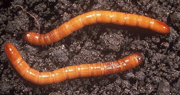 draadworm
