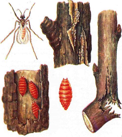 štetnici borovnice list žučna mušica